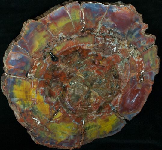 Colorful Arizona Petrified Wood Slab - #13059